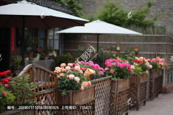 路邊月季花開