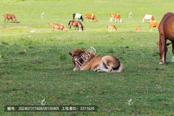 自在的馬兒
