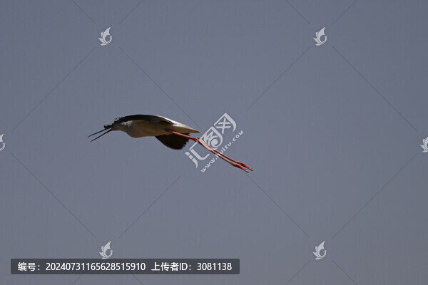 黑翅長腳鷸鳥類飛翔