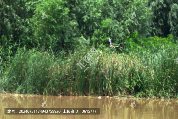 水鳥(niǎo)