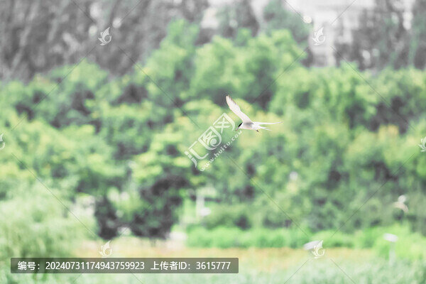 水鳥