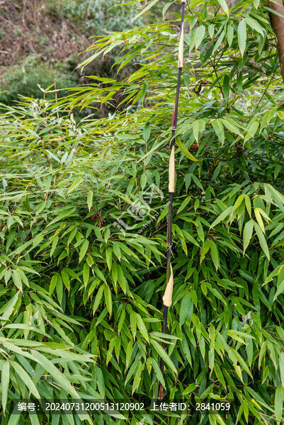 中國四川雅安蒙頂山自然風光