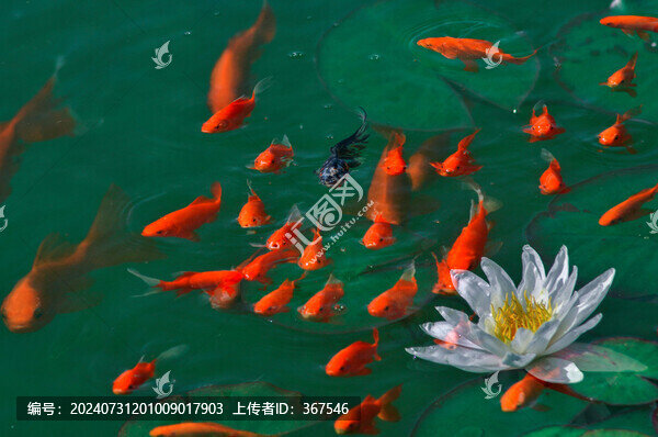 荷花