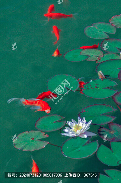 荷花