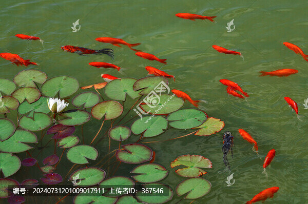 魚水合歡