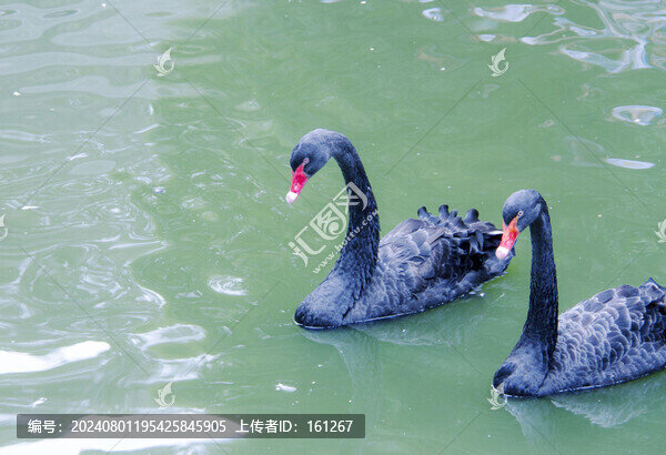 黑天鵝