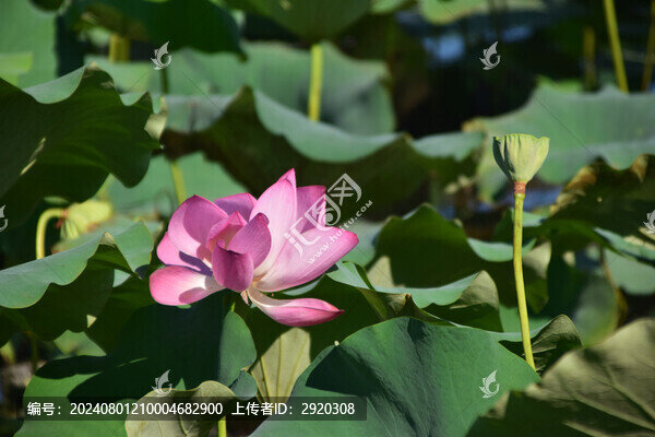 荷花