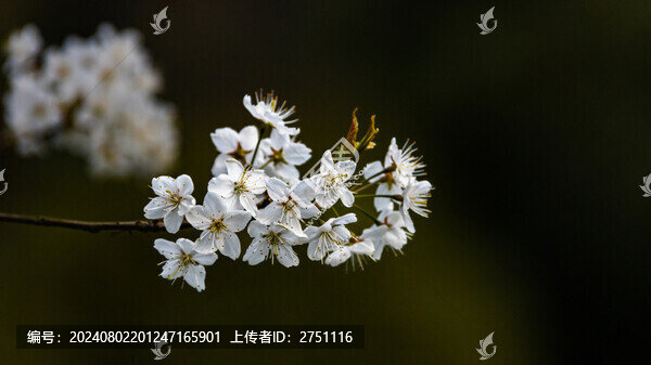 櫻花