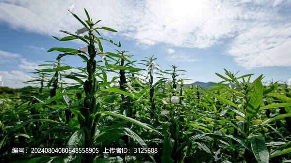 農(nóng)作物芝麻