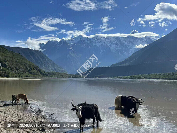 山河邊的動物