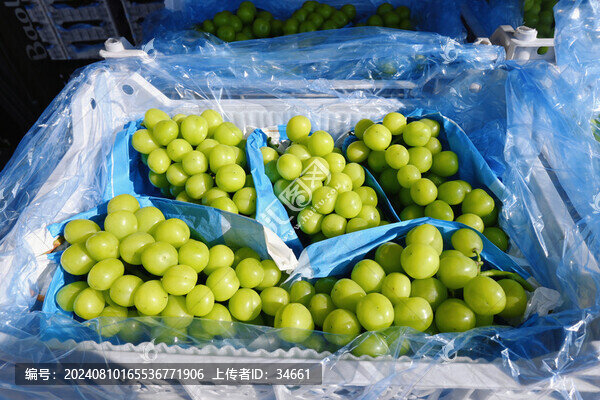 陽光玫瑰葡萄新鮮水果批發(fā)市場