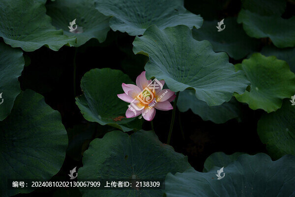 荷