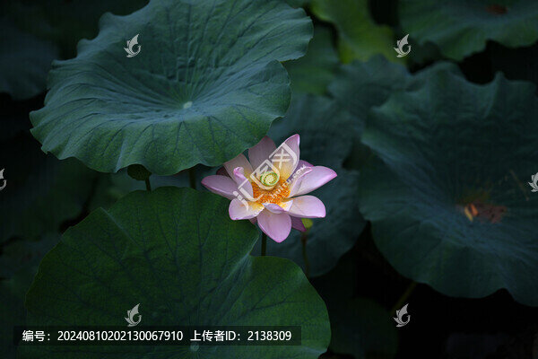 荷