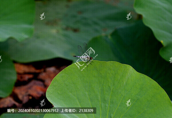 荷
