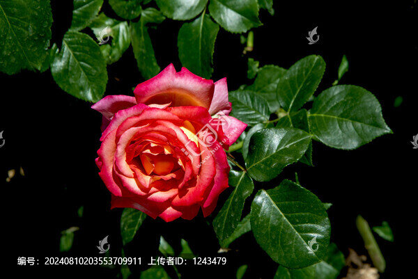 月季花