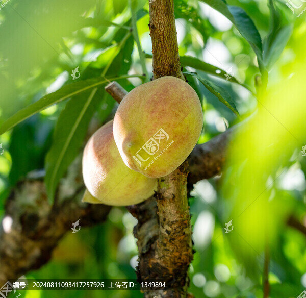 鷹嘴桃