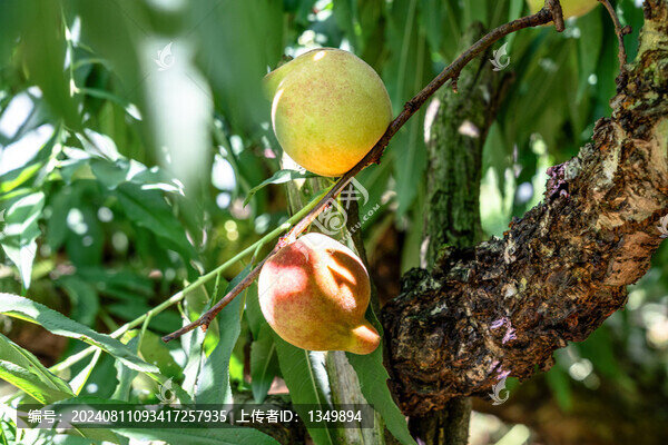 鷹嘴桃