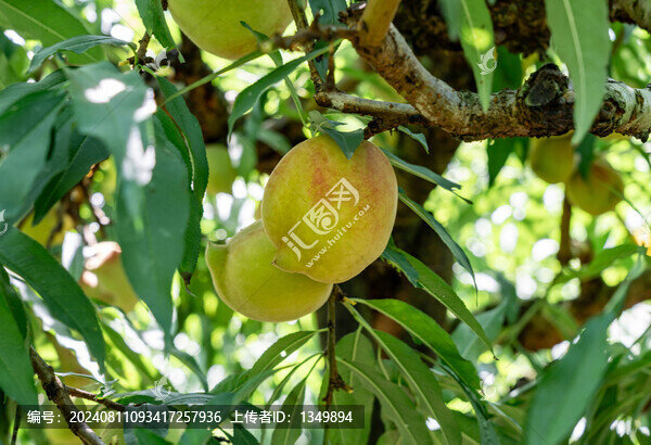 鷹嘴桃