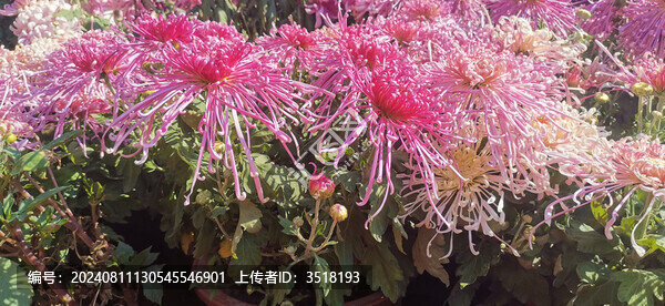 菊花