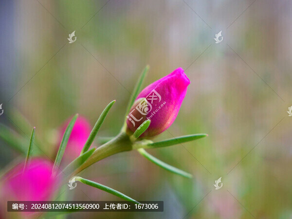太陽花花蕾