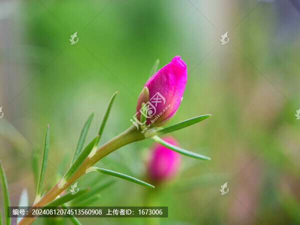 太陽花花蕾