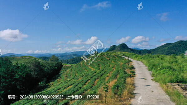 縣河茶場風(fēng)光