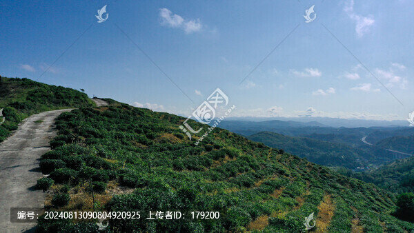 縣河茶路