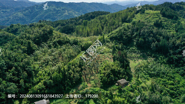 漆樹林地