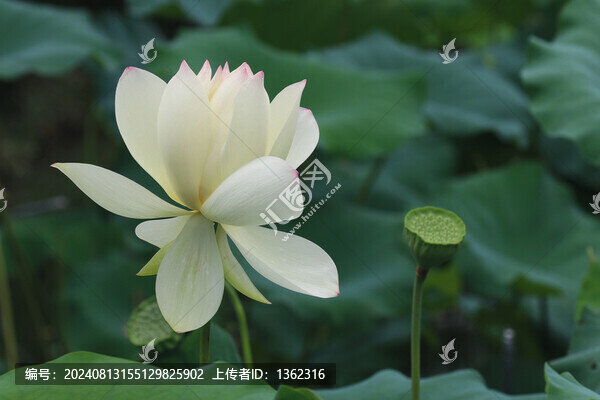 清新蓮花