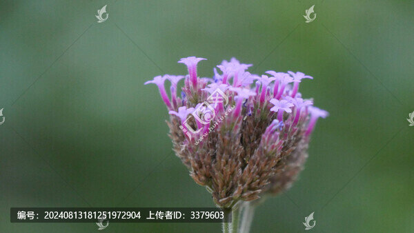 馬鞭草