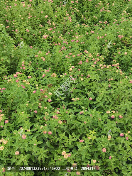 金山繡線菊