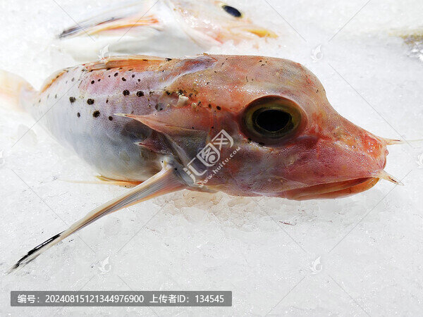 小紅杉魚