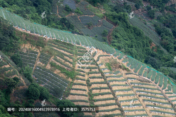 神灣鎮(zhèn)高山梯田菠蘿種植園