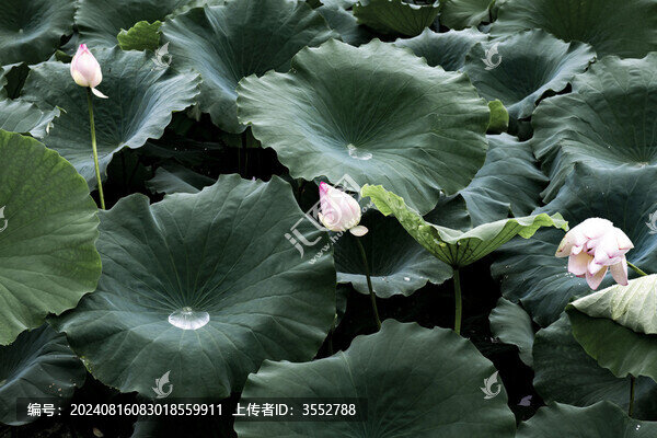 荷花