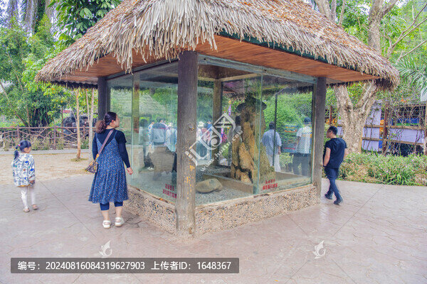 西雙版納野象谷蛇蜥園蛇晰亭