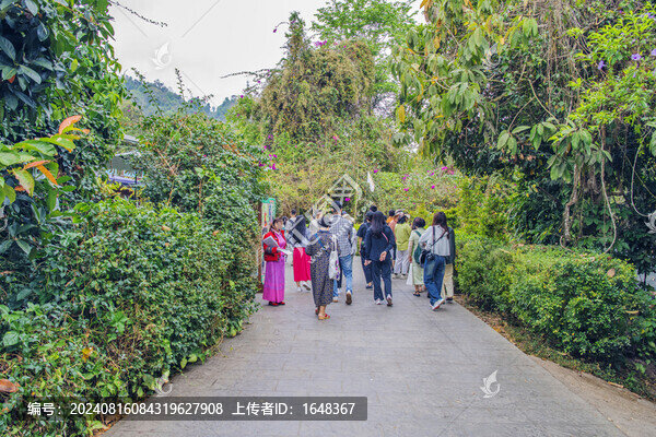 西雙版納野象谷樹林與人行路