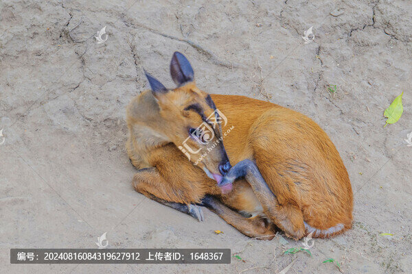 版納野象谷舔后蹄子的小赤鹿