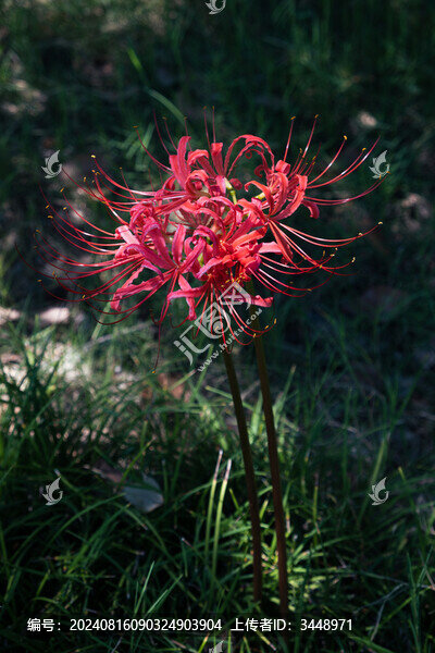 彼岸花曼珠沙華