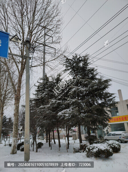 松樹積雪