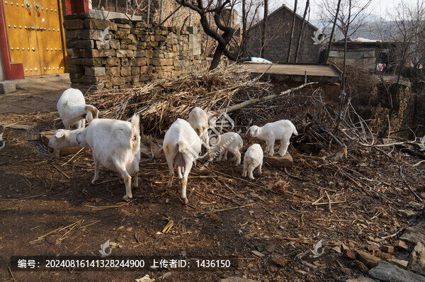 農(nóng)家院山羊