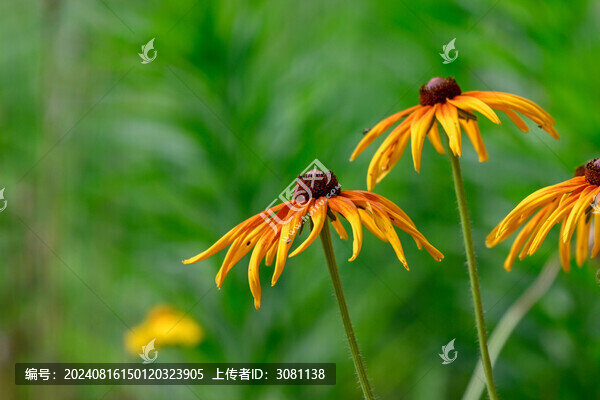 金光菊黑眼菊