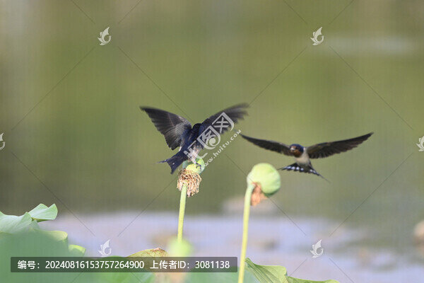 燕子與荷花