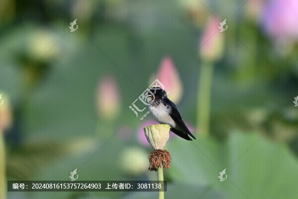 燕子與荷花