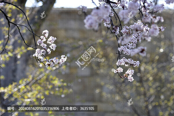 春花