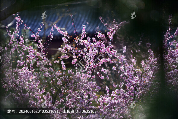 繁花