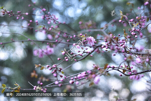 春花
