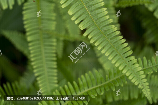 芒萁