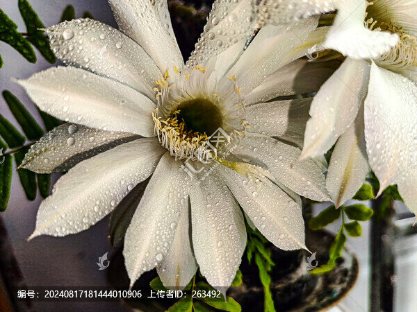 仙人棒花心特寫