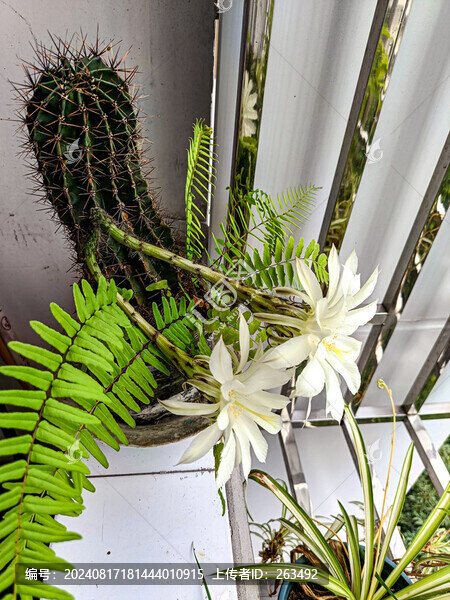 仙人棒開花