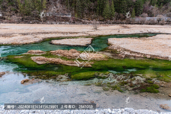 冬天中國四川阿壩九寨溝箭竹海